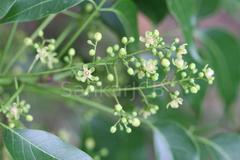 Swietenia mahogoni